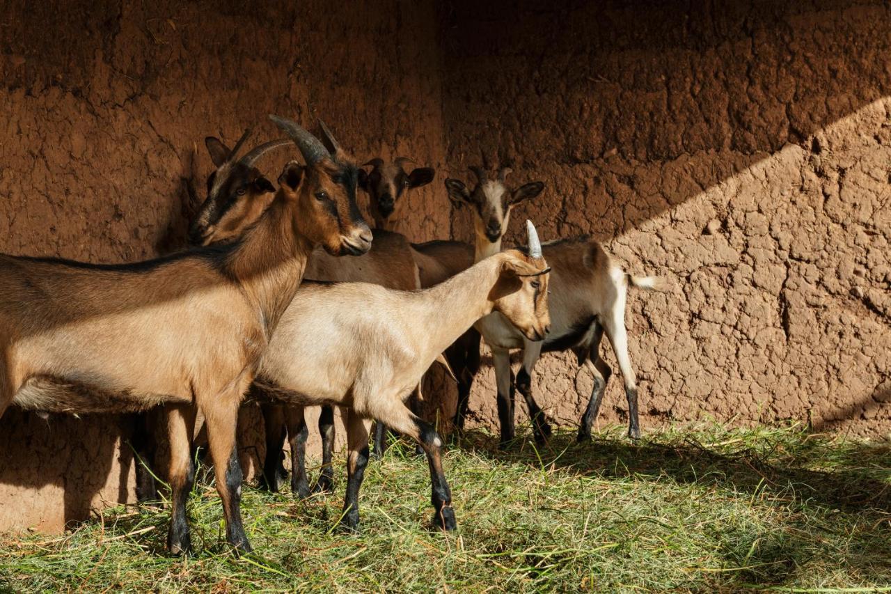 Terra Ababila Villa Marrakesh Luaran gambar